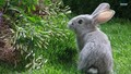 bunny-rabbits - Bunny wallpaper
