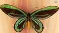 butterflies - Butterfly wallpaper