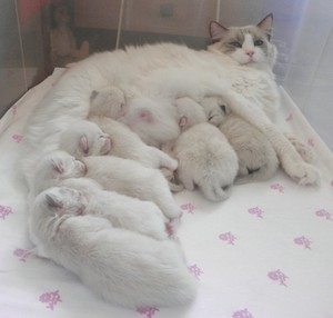 Cat and her Kittens             