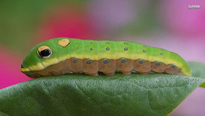 bruco, caterpillar