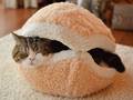 Feline Burger - animals photo