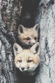 Fox                           - animals photo