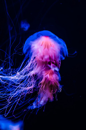  Jellyfish
