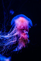 Jellyfish   - animals photo