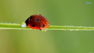  Ladybird