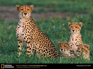  Leopards