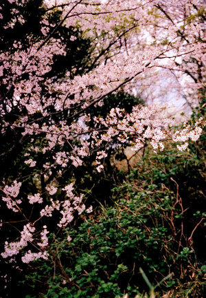  Miyawaki Sakura 1st foto Book “Sakura”