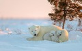 Polar Bears             - animals photo