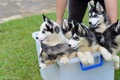 Puppies          - dogs photo