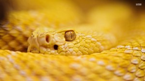 Rattlesnake