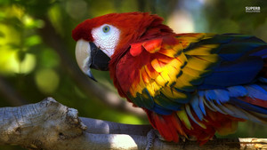  Scarlet ara, macaw