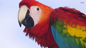  Scarlet macaw