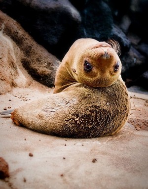 Seal          