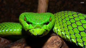  Snake