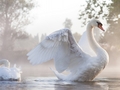 Swan               - animals photo