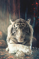 White Tiger       - animals photo