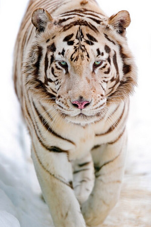 White Tiger 