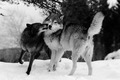 Wolfs    - animals photo