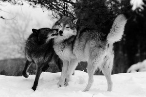 Wolfs