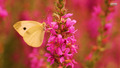 butterflies - Yellow Butterfly wallpaper