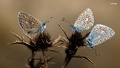 butterflies - Butterflies wallpaper