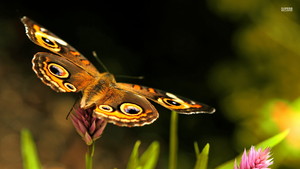 butterfly, kipepeo