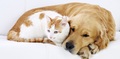 Cat and dog lying together  - random photo