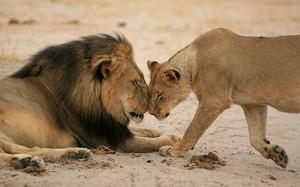 Cecil and lioness 