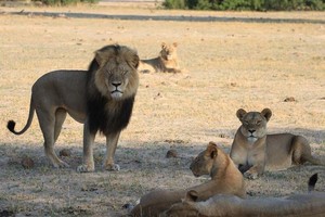  Cecil the iconic lion and his pride in Hwange National Park