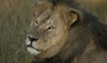 Cecil the lion...R.I.P. - lions photo