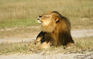  Cecil the lion