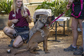 Cheetah cub playing with her dog companion San Diego Safari Park - cheetah photo