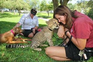  Cheetah cub with trainor San Diego Safari park