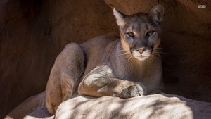  Cougar