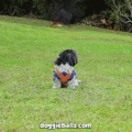 Doggie Ball Z - dragon-ball-z photo