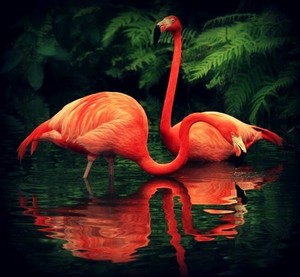  Flamingoes