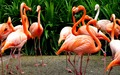 Flamingos    - animals photo