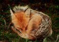 Fox                 - animals photo