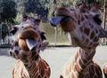 Giraffes  - animals photo