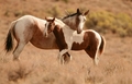 Horses         - animals photo