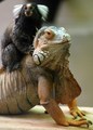 Iguana and Monkey  - animals photo