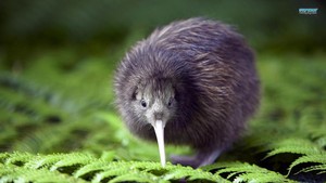  Kiwi