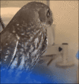 Owl         - random photo