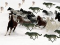 Packs of wolves hunted a herd of horses - wolves fan art
