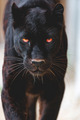 Panther    - animals photo
