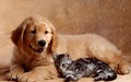 Puppy and Kitten  - animals photo