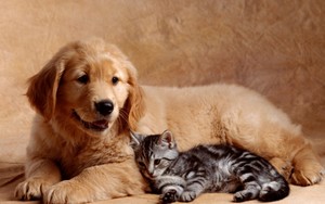 کتے and Kitten