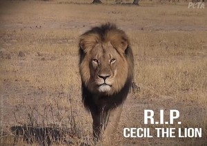  R.I.P. Cecil