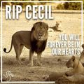 R.I.P Cecil...you'll always be in our hearts - lions photo