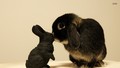 bunny-rabbits - Rabbit wallpaper